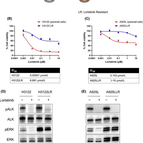 Establishing a method for the lorlatinib‐resistant cell lines. (A ...