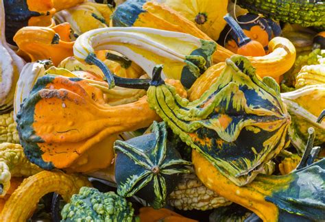 Growing, Harvesting, and Curing Ornamental Gourds