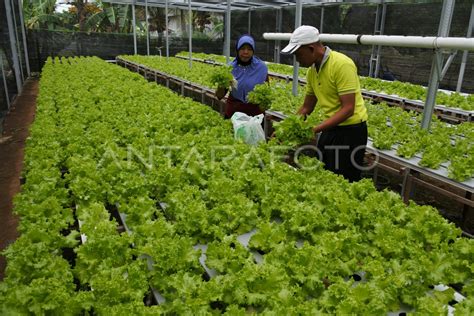 KEBUN HIDROPONIK SAYUR SELADA | ANTARA Foto