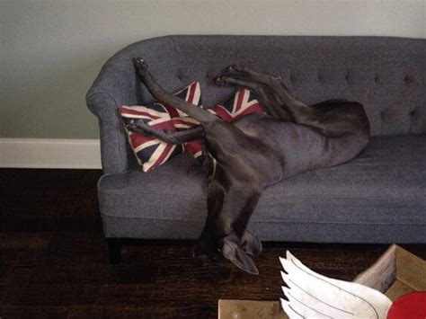 14 Great Danes Sleeping In Totally Ridiculous Positions - Dog Red Line