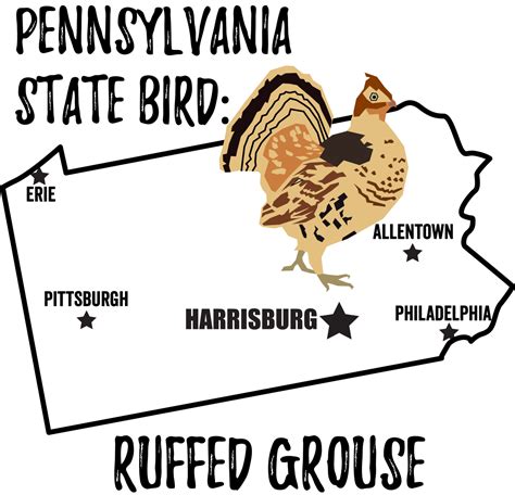 Pennsylvania State Bird - Bird Watching Academy