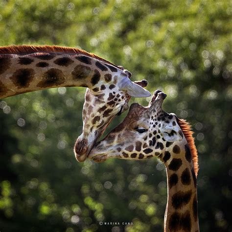 Stunning Photographs Of Wild Animals By Marina Cano