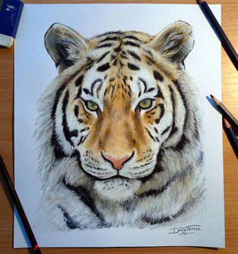 Dibujos De Animales Realistas A Color Faciles