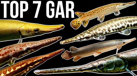 Top 7 Gar Species - YouTube