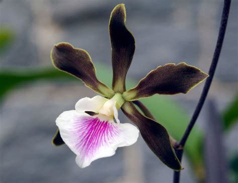 10 Easy-to-Grow Orchid Types for Your Indoor Garden