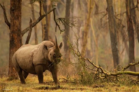 Golden forest rhino | Greg du Toit | Gerald Durrell Award for Endangered Species | Wildlife ...