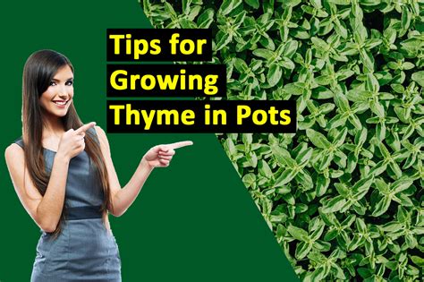 10 Thyme-tested Tips For Growing Thyme In Pots • 2023