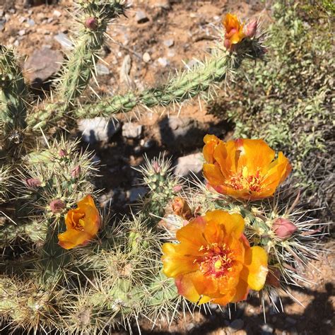 Cactus Flowers Arizona - Free photo on Pixabay - Pixabay