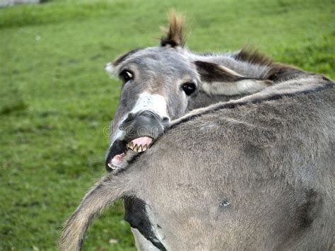 Funny Donkey. Biting his tail looking camera , #ad, #Donkey, #Funny, # ...