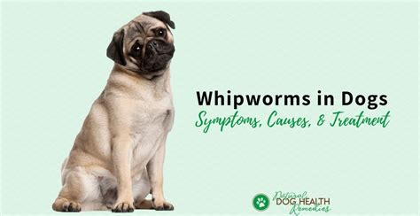 Whipworms in Dogs - Symptoms, Treatment & Prevention