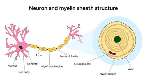 Premium Vector | Neuron and myelin sheath structure medical infographic