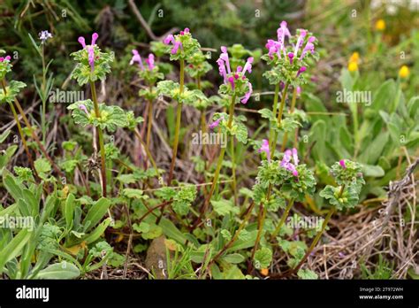 Henbit dead-nettle (Lamium amplexicaule) is an annual edible plant native to Mediterranean Basin ...