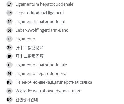 Hepatoduodenal ligament - vet-Anatomy - IMAIOS