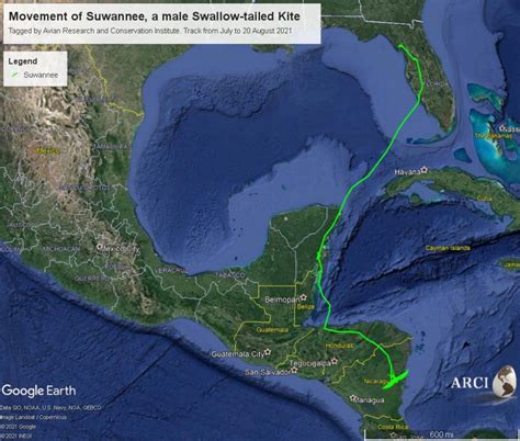 Swallow-tailed Kite Migration Tracking Begins!