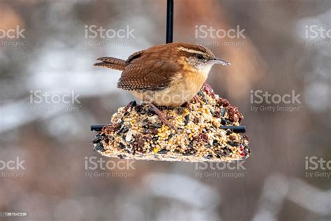 Carolina Wren Feeding On A Seed Bell Stock Photo - Download Image Now - Animal, Animal Body Part ...