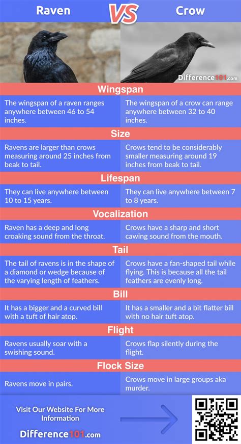 Raven vs. Crow: Key Differences, Pros & Cons, FAQ | Difference 101