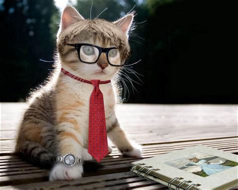 Cat with Glasses Wallpapers - Top Free Cat with Glasses Backgrounds ...