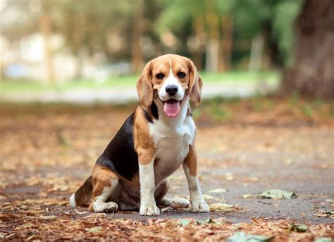 Beagle Dog Breed Health and Care | PetMD