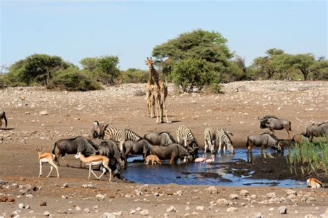 African Animals At A Water Hole Stock Photo - Download Image Now - Africa, Animal, Exoticism ...