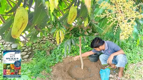 How to Apply Npk Fertilizer to Mango Trees for Fast Fruiting - YouTube