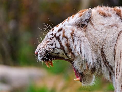 Yawning tiger HD wallpaper | Wallpaper Flare