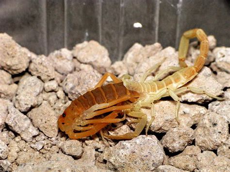 Scorpion Facts For Kids | Scorpion Diet & Habitat