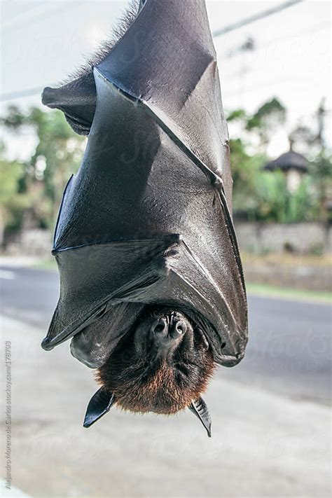 Fruit bat sleeping upside down by Alejandro Moreno de Carlos - Stocksy United