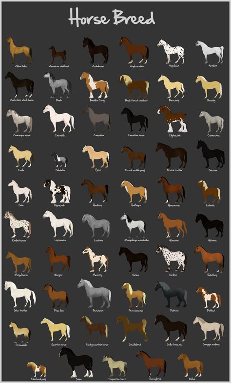 16+ Horse breeds pictures with names info | smallhorsestabledesigns