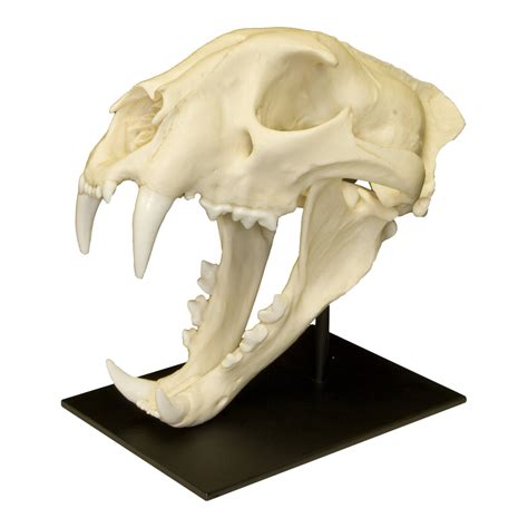 Replica African Leopard Skull — Skulls Unlimited International, Inc.