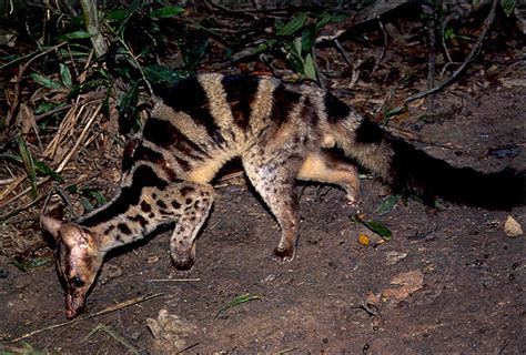 Banded Palm Civet | Animal Wildlife