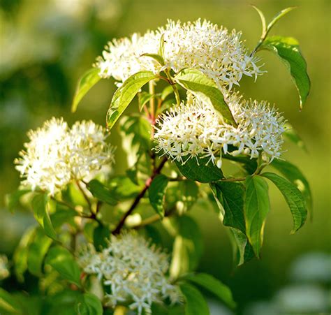 Cornus amomum (Silky Dogwood) - DeGroot