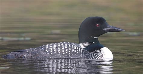 High-rise Loon Watching | Ontario Nature