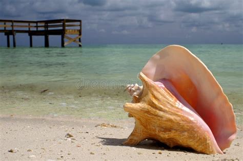 Conch Shell stock image. Image of love, background, beach - 987557