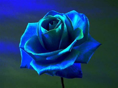 Blue Rose Wallpapers Images Photos Pictures Backgrounds