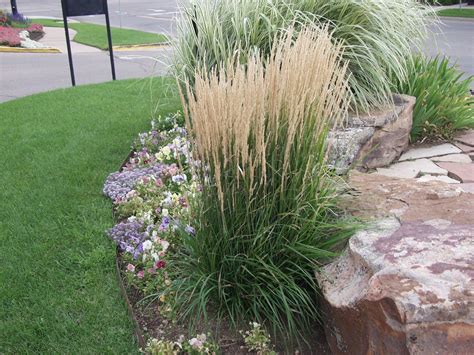 feather reed grass | Karl Foerster Feather Reed Grass...©photo ArborTanics Inc. | garden ideas ...