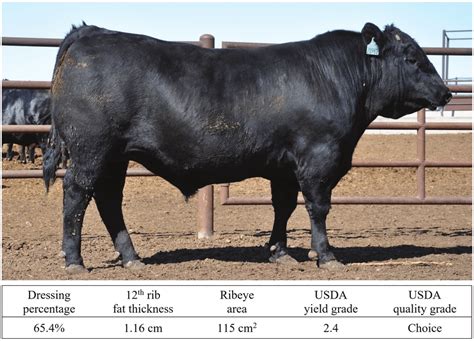 Optimal crossbred SimAngus × Holstein steer. | Download Scientific Diagram