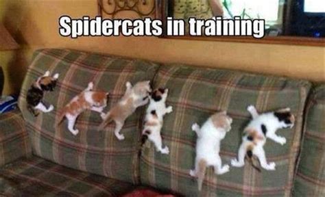 Attack Of The Funny Animals - 33 Pics