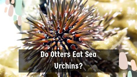 Do Otters Eat Sea Urchins? - Sea Urchins Mag