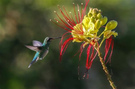 Premium Photo | Beautiful female hummingbird pollinating flowers