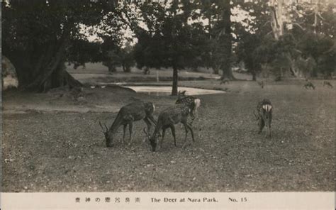 The Deer at Nara Park Postcard