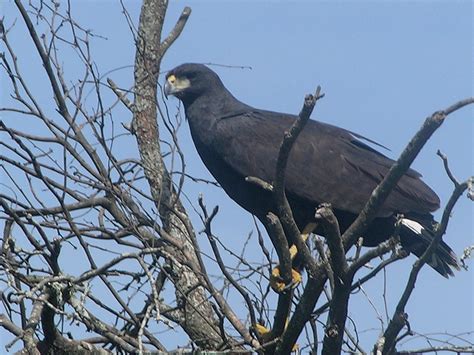 Florida Hawks: 7 Species of Hawks in Florida (Updated 2023)