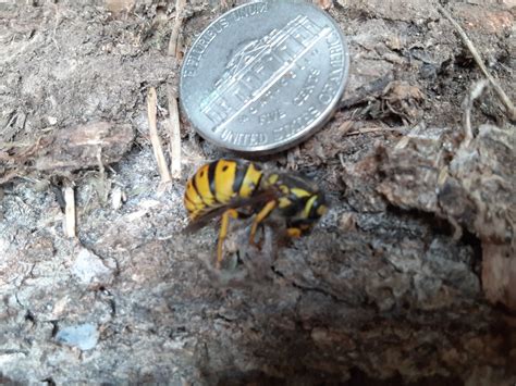 Yellow jacket queen? | Beesource Beekeeping Forums