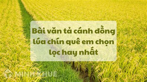 Top 22 hay tả lại cánh đồng lúa quê em vào mùa thu hoạch mới nhất năm 2023 - EU-Vietnam Business ...