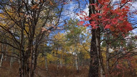 Colorful Autumn in Wolf Mountains of Utah ! Stock Photo - Image of ...