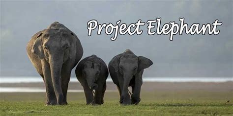 Thirty Years of Project Elephant