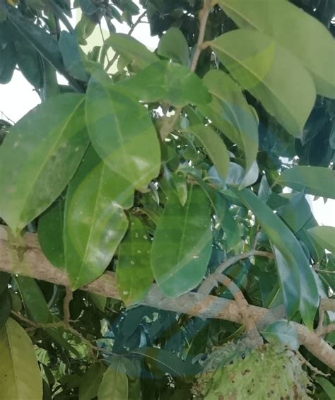 Soursop Leaves Fresh - Nursery, Plants, Health & Beauty Hartbeespoort