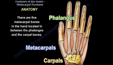 Hand fractures- Basics — OrthopaedicPrinciples.com