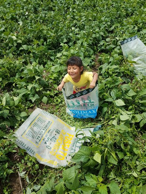 A Lesson Learned: Harvesting Green Beans | Teddy Dondanville