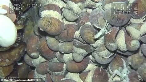 DNA decoding solves mystery of volcano-dwelling iron-shelled snail ...