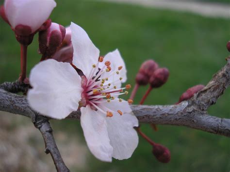 Flowering Plum Tree Free Stock Photo - Public Domain Pictures